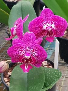 Phalaenopsis Chiada Carol