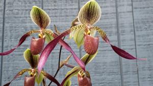 Paphiopedilum Betty Burkham