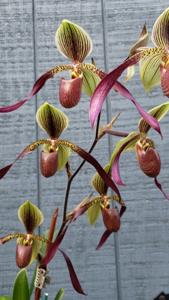 Paphiopedilum Betty Burkham