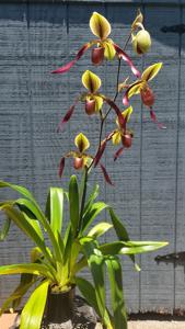 Paphiopedilum Betty Burkham