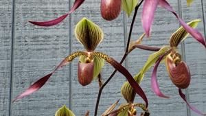 Paphiopedilum Betty Burkham