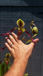 Paphiopedilum Betty Burkham