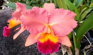 Cattleya Drumbeat-Golden Meteor