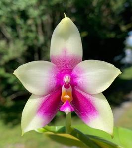 Phalaenopsis Blue Ridge Queen