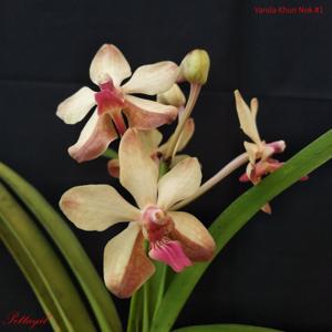 Vanda Khun Nok