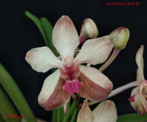 Vanda Khun Nok