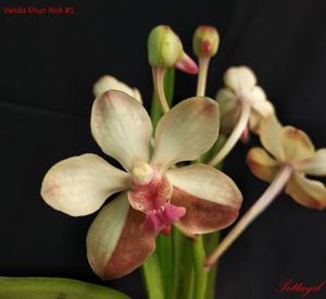 Vanda Khun Nok