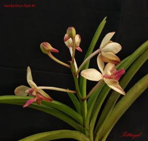 Vanda Khun Nok