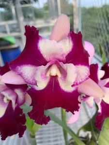 Cattleya Nakornchaisri Fancy