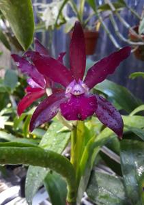 Cattlianthe Odom's Summer Beauty