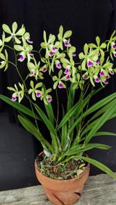 Catyclia Leaf Hopper