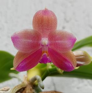 Phalaenopsis Yungho Little Baby