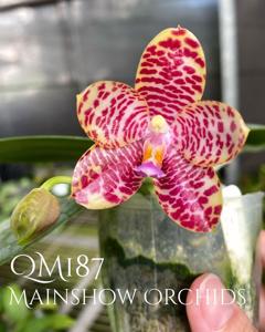 Phalaenopsis Zheng Min Muscadine-gigantea