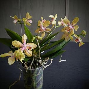 Phalaenopsis Rheingold-pallens