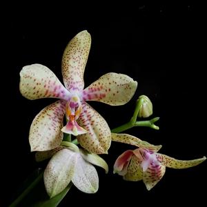 Phalaenopsis Rheingold-pallens