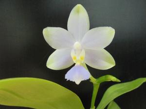 Phalaenopsis Micaels Bluerock