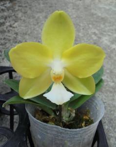 Phalaenopsis Micaels Meili