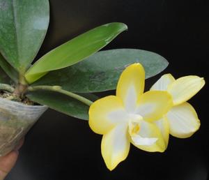 Phalaenopsis Micaels Meili