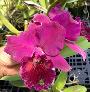 Rhyncholaeliocattleya Edisto