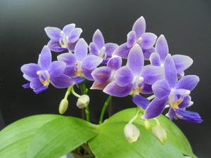 Phalaenopsis Equalacea