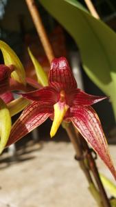 Bulbophyllum Bechinolina