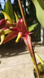 Bulbophyllum Bechinolina