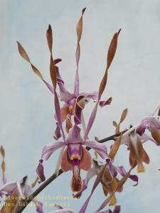 Dendrobium Rahayu Sumarni