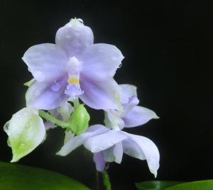 Phalaenopsis Peter Blue Diamond