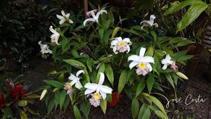 Sobralia Mirabilis