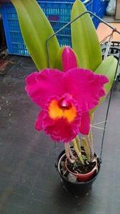 Rhyncholaeliocattleya Village Chief Long