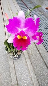 Rhyncholaeliocattleya Don De Michaels