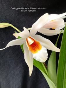 Coelogyne Memoria W. Micholitz