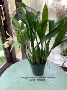 Coelogyne Memoria W. Micholitz