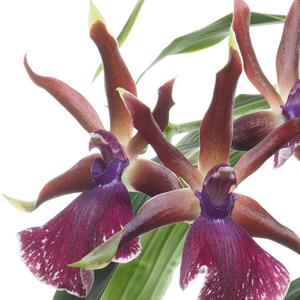 Zygolum Louisendorf grex