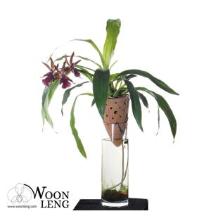 Zygolum Louisendorf grex