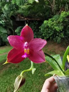 Phalaenopsis Yaphon Red Pearl