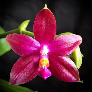 Phalaenopsis Ambotrana-violacea