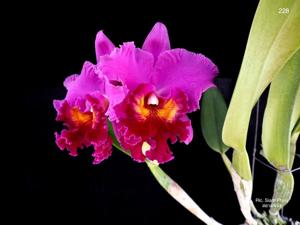 Rhyncholaeliocattleya Siam Phinij