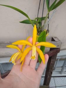 Cattleya Forphylla