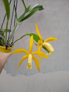 Cattleya Forphylla