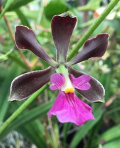 Encyclia Panting Pup