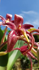 Bulbophyllum Bechinolina