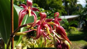 Bulbophyllum Bechinolina