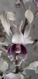 Dendrobium Sam Poo Kong