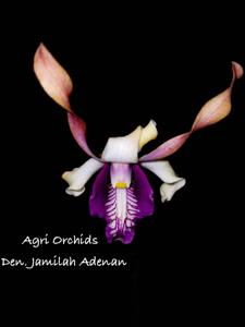 Dendrobium Jamilah Adenan