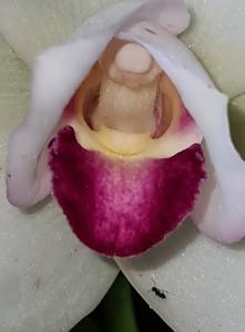 Lycaste Sunray