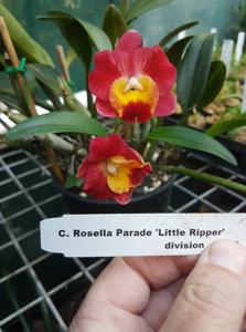 Cattleya Rosella Parade