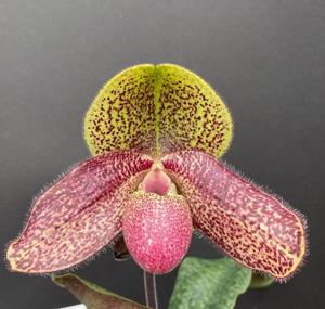 Paphiopedilum Charles Sladden