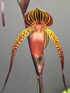 Paphiopedilum Sunlight Anita