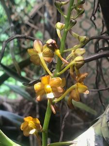 Vanda Prachuab Gold